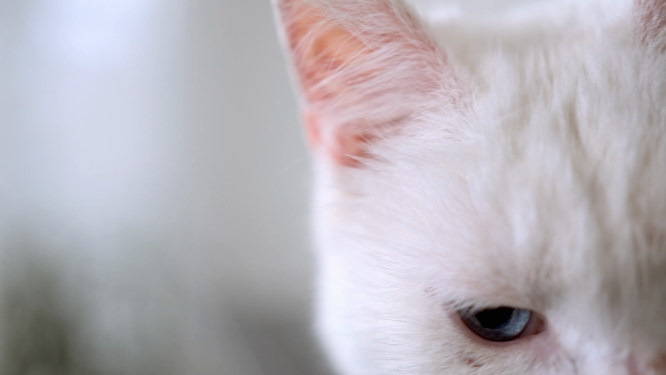 可爱萌宠 小猫