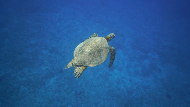 清澈海底游动的海龟