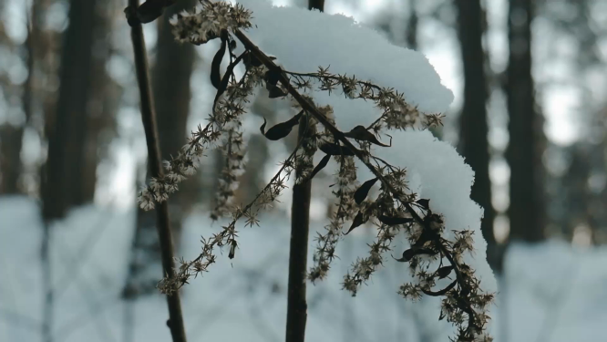 东北雪景局部植物特写