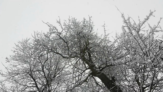 东北雪景局部植物近景