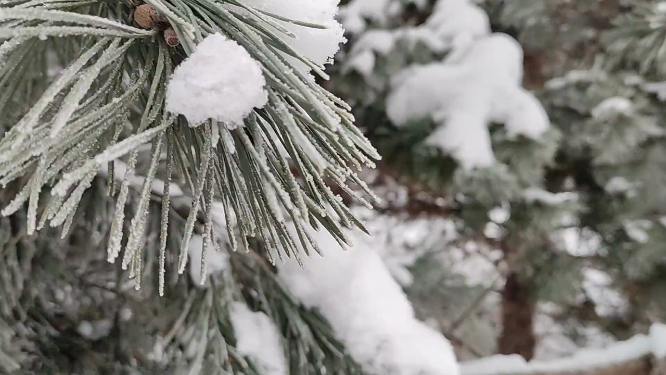 东北大雪压松枝特写