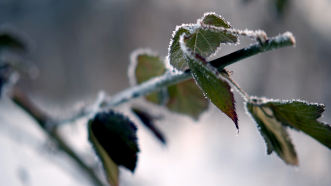 雪中树枝特写