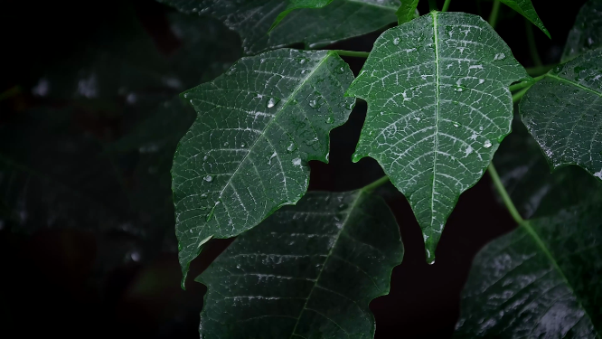 绿色植物近景拍摄