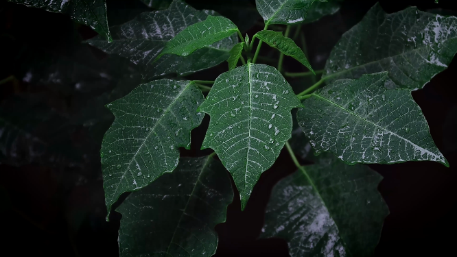 绿色植物近景拍摄