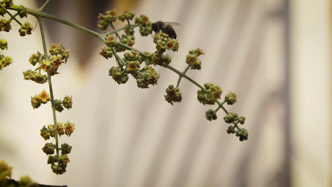 蜜蜂采集花蜜近景