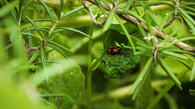 绿色叶子上的瓢虫
