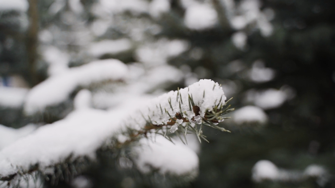 东北雪景局部植物特写
