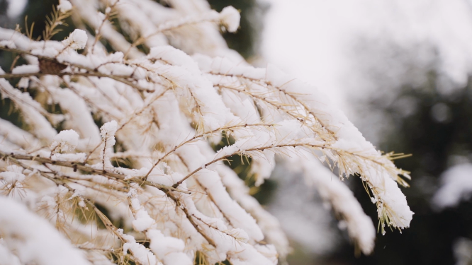 雪中树枝特写