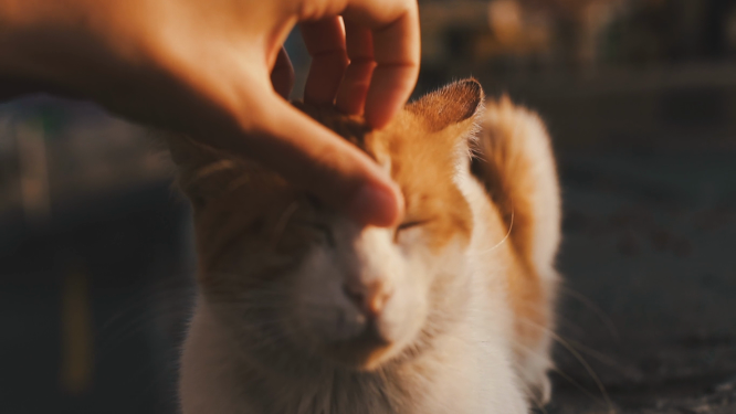 可爱萌宠 小猫