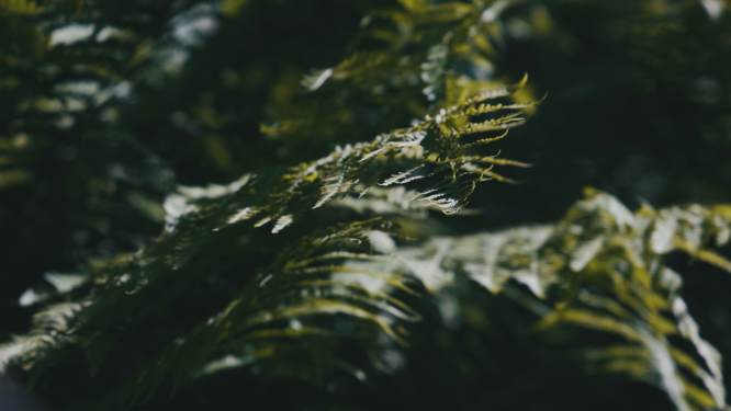 绿色植物的近景拍摄