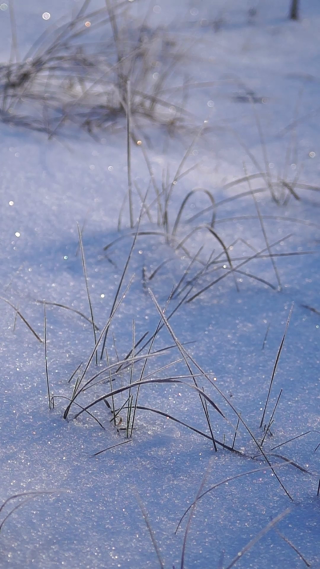 东北雪景局部植物特写