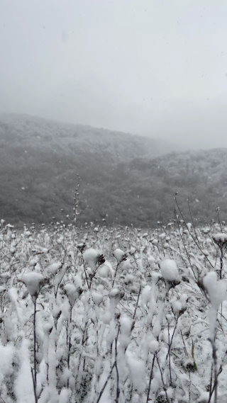 东北雪景风景空镜