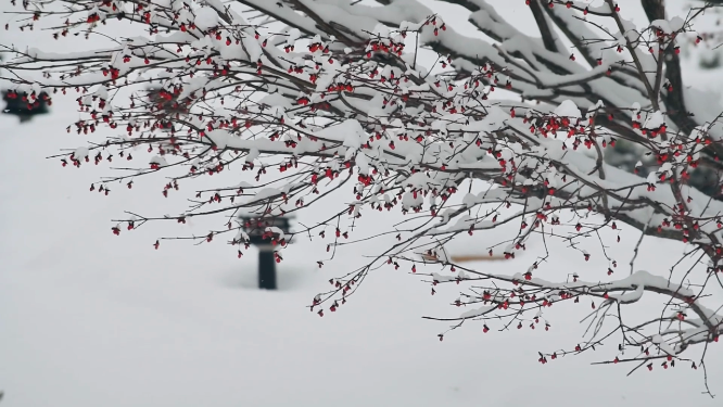 东北雪景局部植物特写