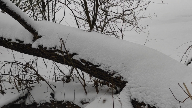 东北雪景局部植物特写