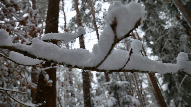 东北雪景局部植物特写