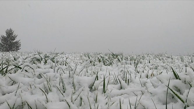 东北 人在被雪覆盖的植物上奔跑