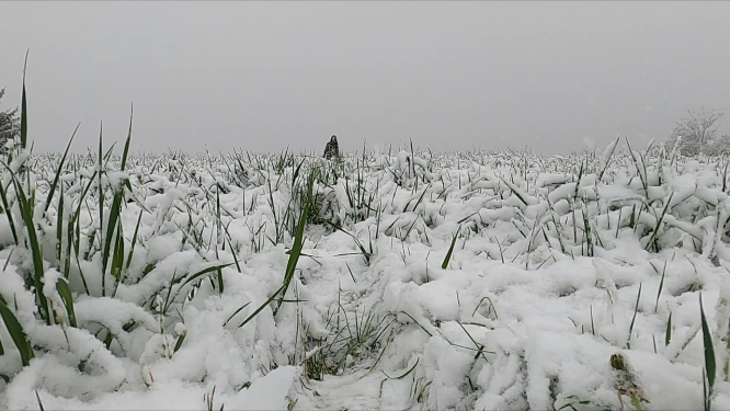 东北雪景局部植物近景