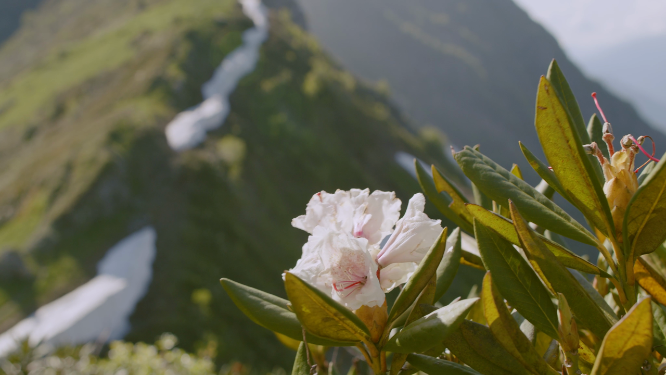 山上的淡粉色花朵