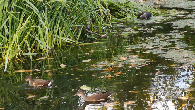 湖面上成群游动的鸭子