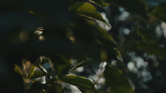 绿色植物的近景拍摄