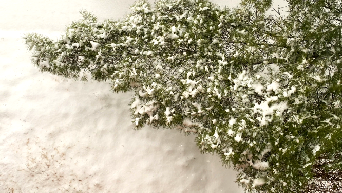 东北雪景风景空镜