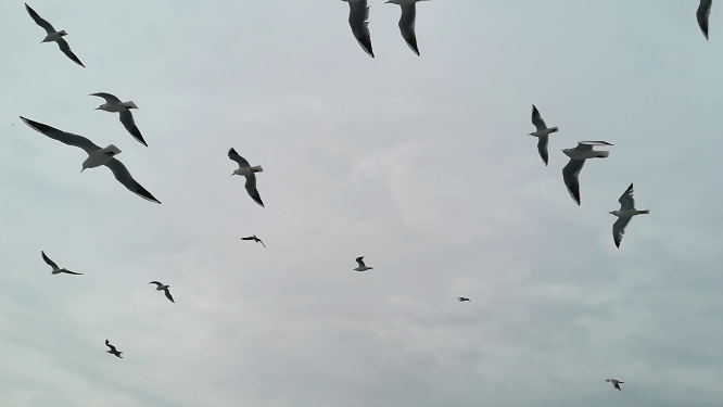 海鸥在空中飞