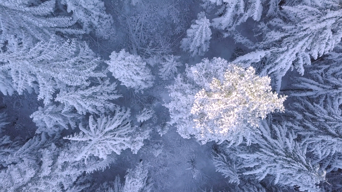 航拍东三省大雪覆盖的森林
