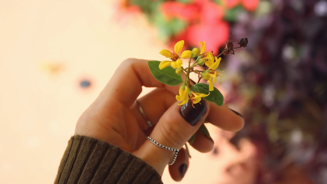 手拿小黄花