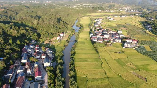 航拍梯田金黄水稻