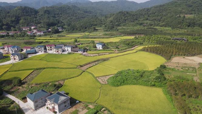 航拍梯田金黄水稻