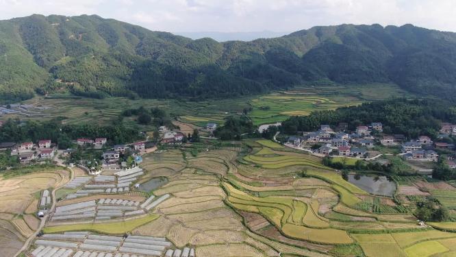 航拍乡村田园金黄水稻