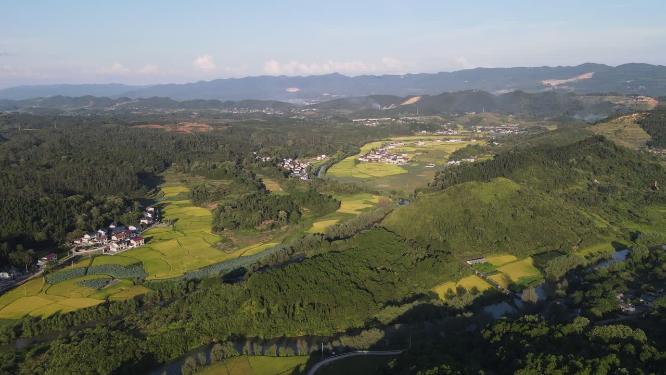 航拍乡村田园金黄水稻