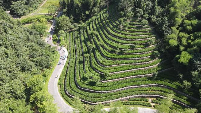 航拍大山中绿色茶叶种植基地