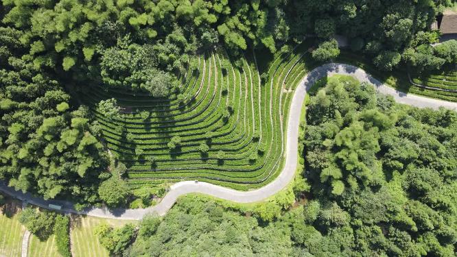 航拍大山中绿色茶叶种植基地