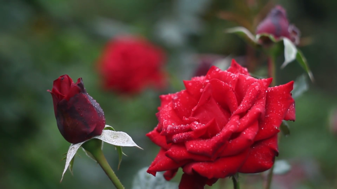 鲜艳红色花朵的特写镜头