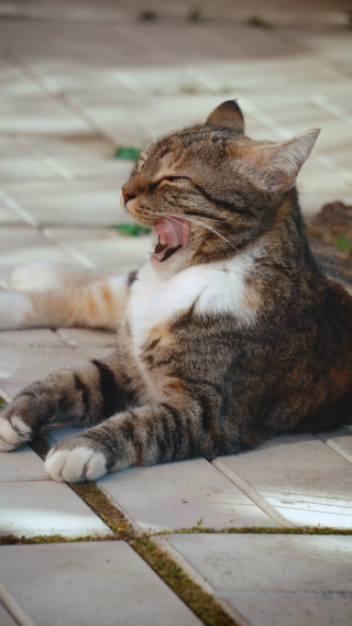可爱的小猫
