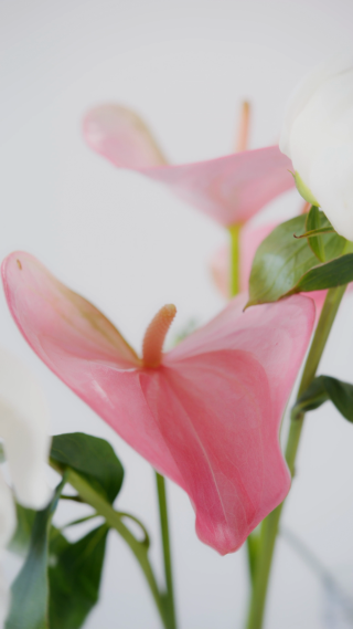 室内花朵静物拍摄