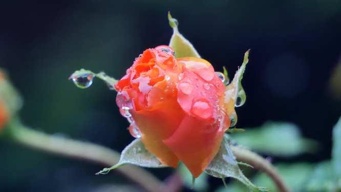 挂着露水的花苞