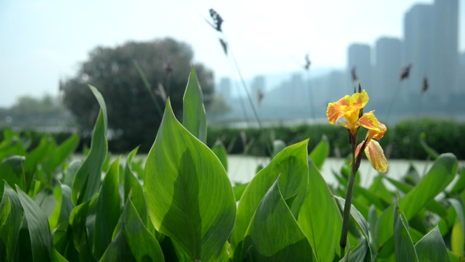 梅溪湖湖畔植物花朵空镜