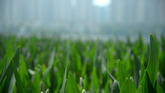 梅溪湖绿色植物湖畔空镜