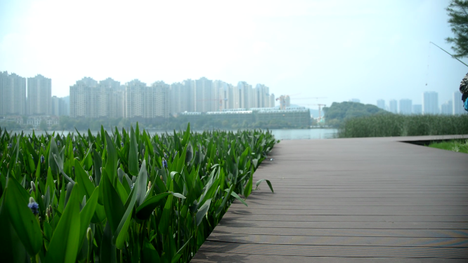 绿草摇镜头